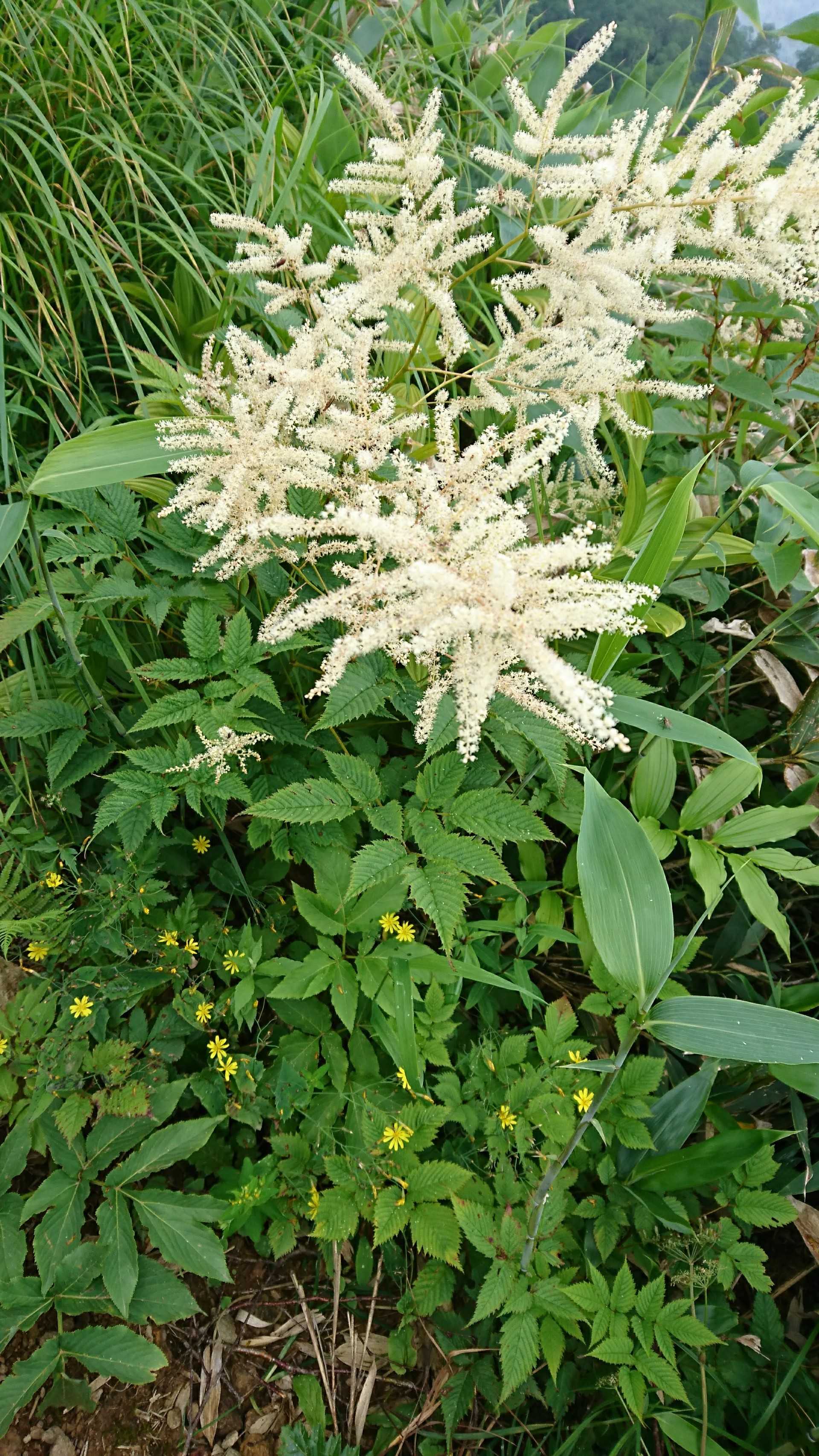 野反湖稜線の花達 | 山と川と湖と・・・自然との戯れ！ - 楽天ブログ