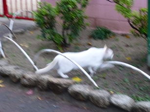 P1060225.JPG