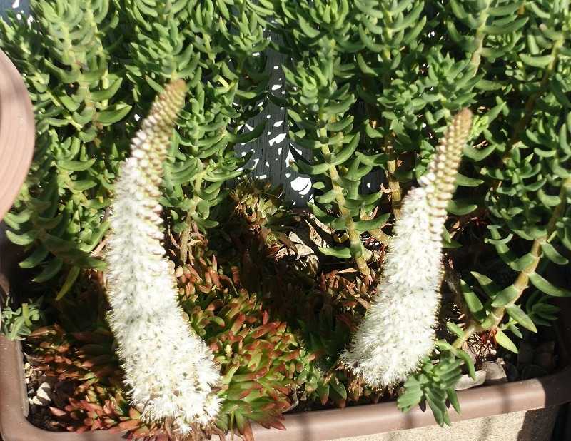 34ページ目の 今咲いている花 Gazengamaのブログ 散歩中に出合った花と趣味の陶芸作品 楽天ブログ