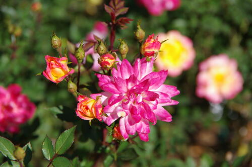 生田緑地ばら苑の秋薔薇