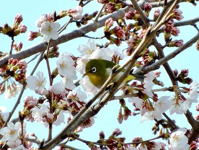 メジロとサクラ7