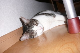 P1330534ss.jpg