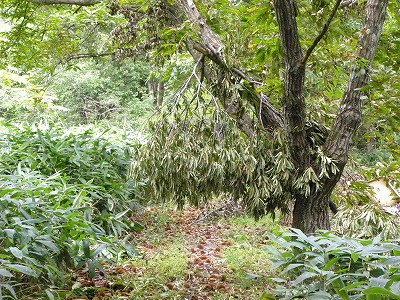 DSCN0241.jpg