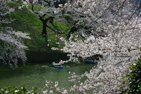 千鳥ヶ淵緑道