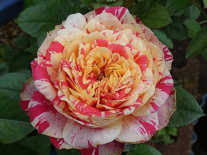 今日のバラ庭～アマンディーンシャネル、エルトゥールル、クラウディア、ソフィーズパーペチュアル | バラの美と香りを求めて - 楽天ブログ