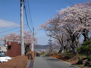 桜21.jpg