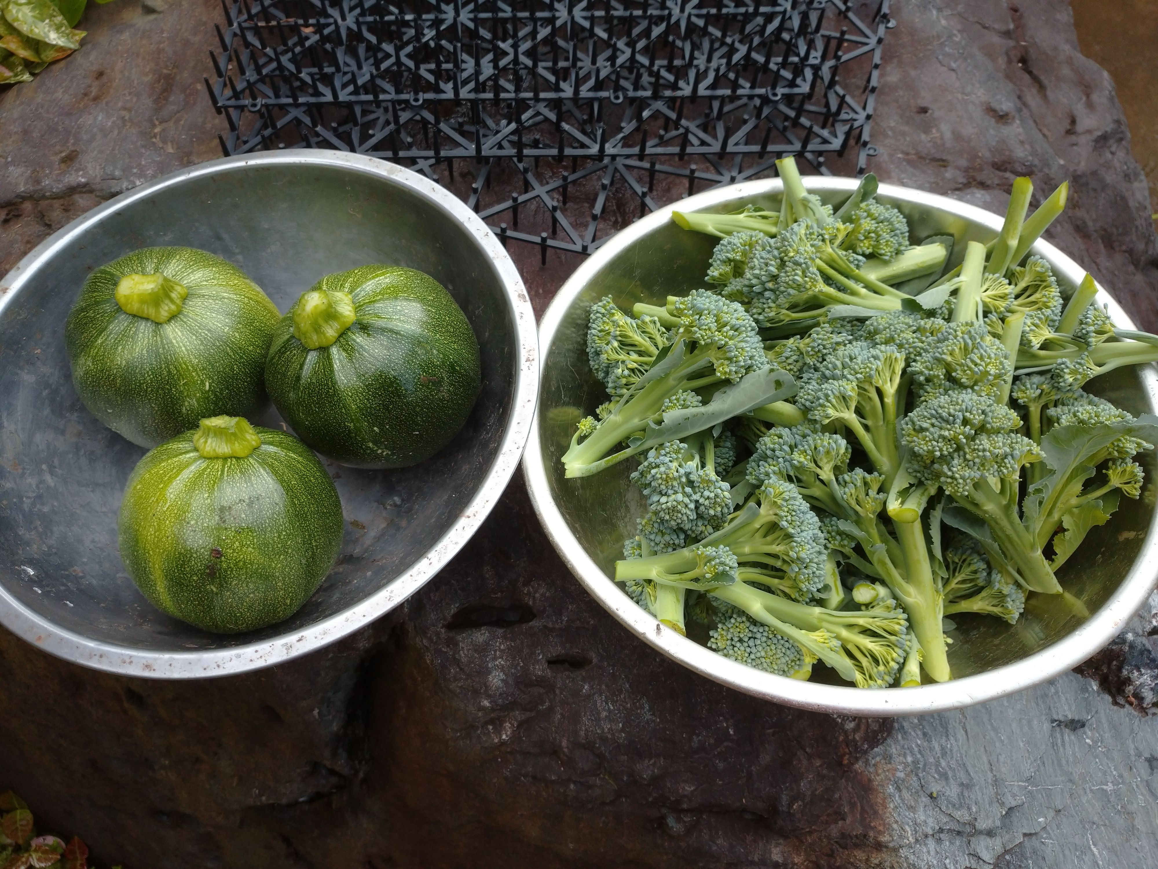 丸ズッキーニとスティックセニョールの収穫 青パパイヤと家庭菜園日記 楽天ブログ