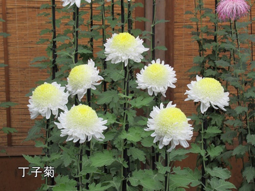 伊勢菊・丁子菊・嵯峨菊花壇