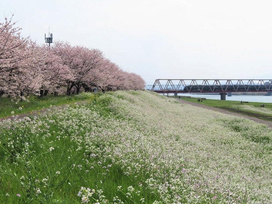 午後 大野川桜づつみ の桜を見に行く 桜満開 大分金太郎の花鳥蝶月 楽天ブログ