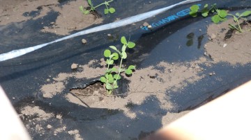 ソラマメ120614