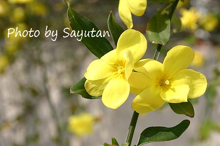 ウンナンオウバイ