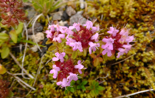 2015 08 10イブキジャコウソウ0054.jpg