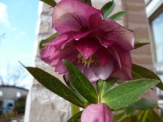 P1300502ss.jpg