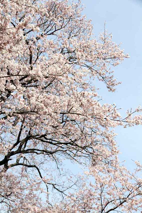 柴内の「ひょうたん桜」-4♪