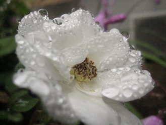 IMG_1975.JPG