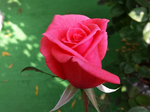 20151023_135632 (500x374).jpg