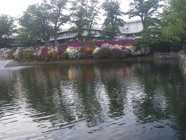 躑躅