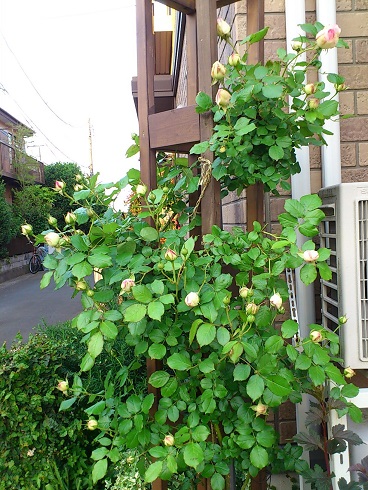 ピエールドゥロンサール　2013.5.9 (3)A.jpg