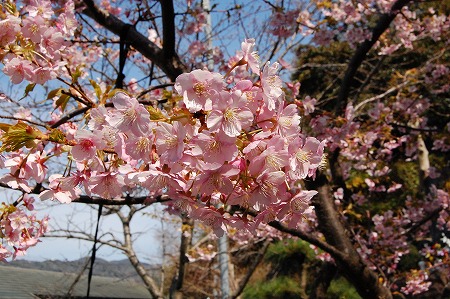 s-DSC_0103.jpg