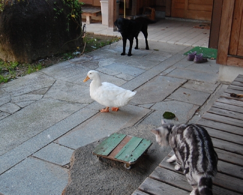 DSC_0015.JPG