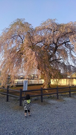 04_しだれ桜