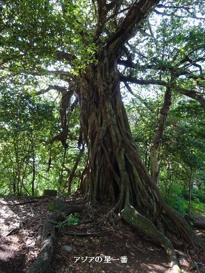 20150505 足摺岬　四万十川5