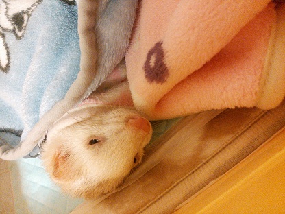 チュー太(存命)