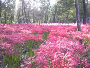 曼珠沙華10.jpg