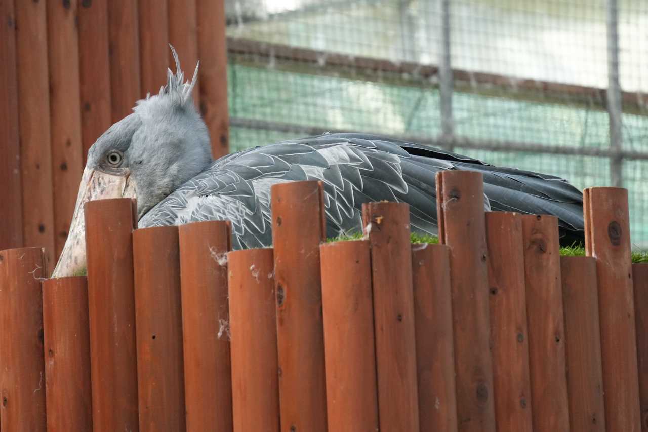 掛川花鳥園 今日のふたばちゃん | イルカカメラとわんわんWinと 掛川花鳥園 今日のふたばちゃん | イルカカメラとわんわんWinと