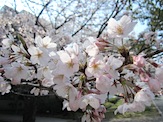 IMG_1273.JPG