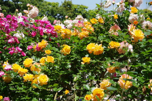 谷津バラ園のバラの花