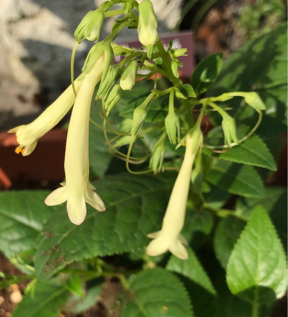 昨日ホームセンターで買った花苗の植え付け セントポーリア カラジウムなど Music Land 私の庭の花たち 楽天ブログ