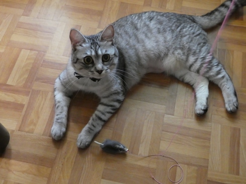 P1010230 - コピー.JPG