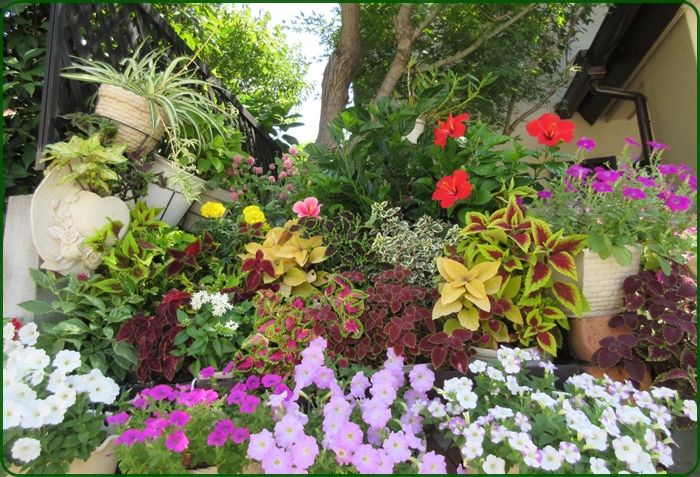 ペンタスを足し美しく自慢のガーデン ジーちゃんが太った訳 狭い庭を花いっぱいにする育て方 楽天ブログ