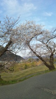 2013.福島の桜