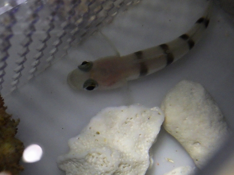 リュウグウハゼ6　Pterogobius zacalles