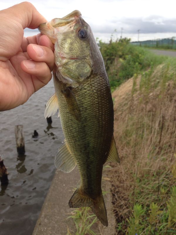 rblog-20140901142557-01.jpg