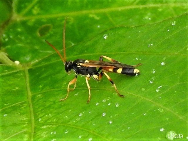 マダラヒメバチ2019年7月24日