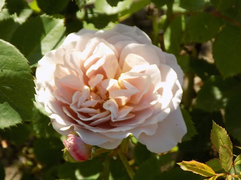 DSCN0547.JPG