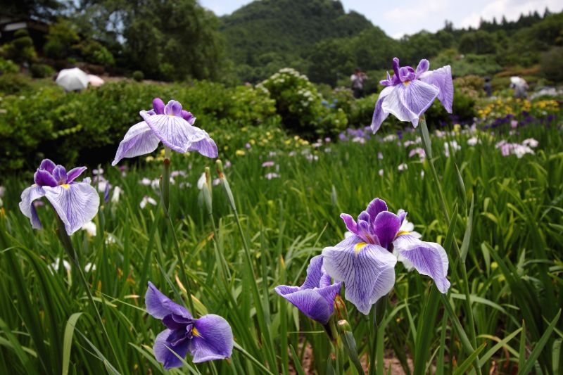 滝谷菖蒲園_003.jpg