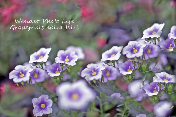 IMG_8721のコピー.jpg