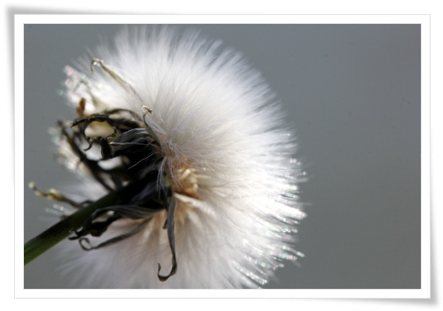 犀川-5 綿毛 14.4.1