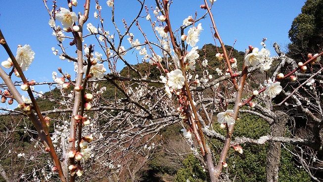 梅の花