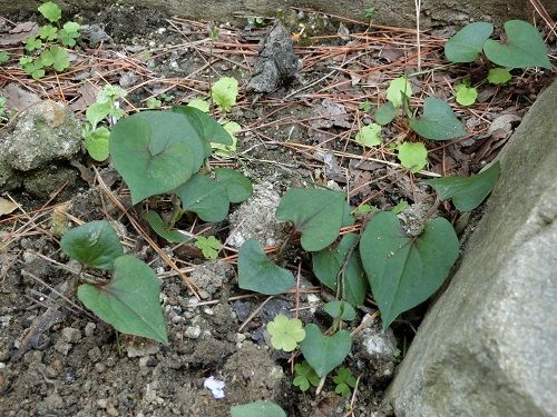 外出自粛生活 雑草抜きの副産物 悠遊自手記 Kyoto 楽天ブログ