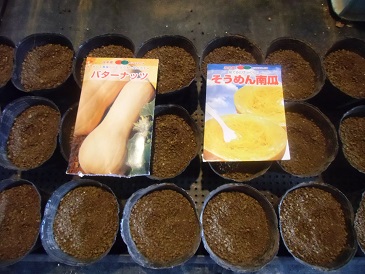 20130407バターナッツ・そうめん南瓜.jpg