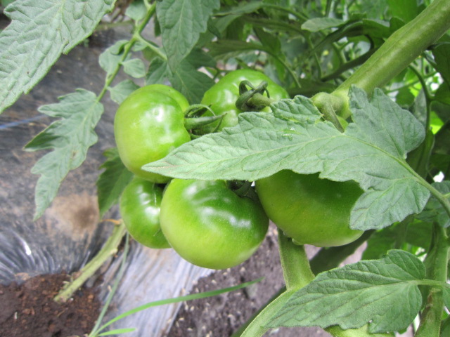 20120617トマト1.jpg