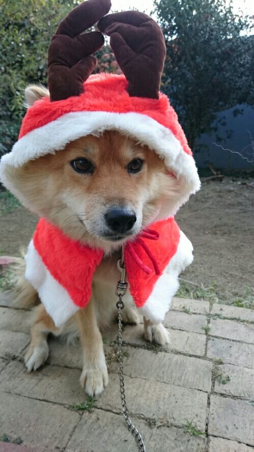 rblog-20151224173512-01.jpg