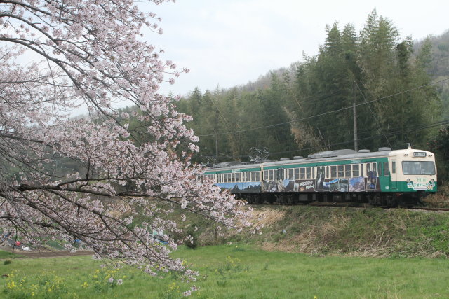 桜と ともに 上信電鉄3
