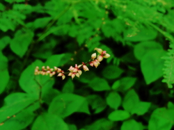 8.12mizuhiki (1).JPG