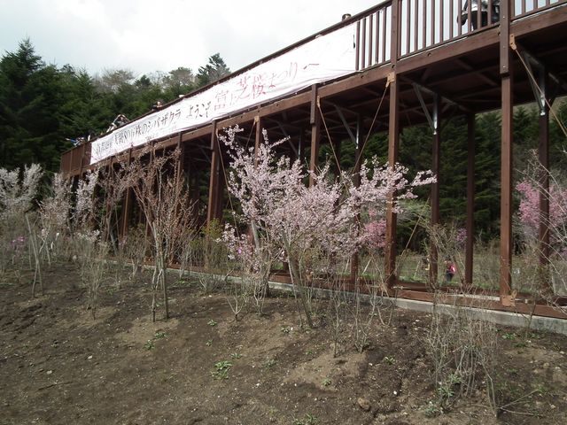 DSCF3817.JPG